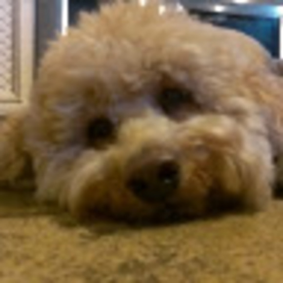 Meet your Posher, Lara - Picture 1 of 1